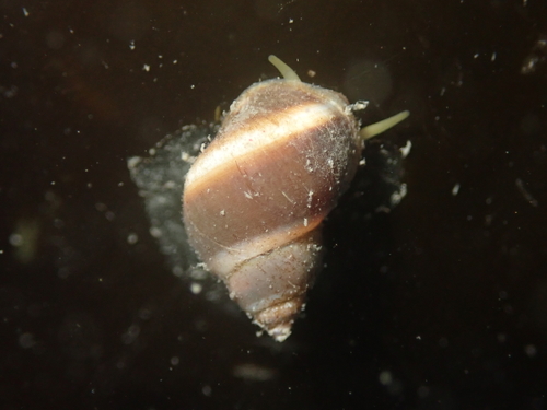 Lacuna vincta observed 2026-10-06