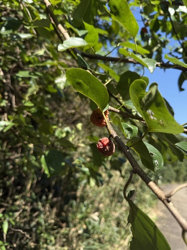 silkworm thorn