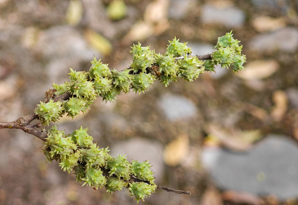 Castanopsis fleuryi (Castanopsis fleuryi)