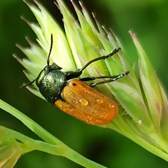 Labidostomis humeralis
