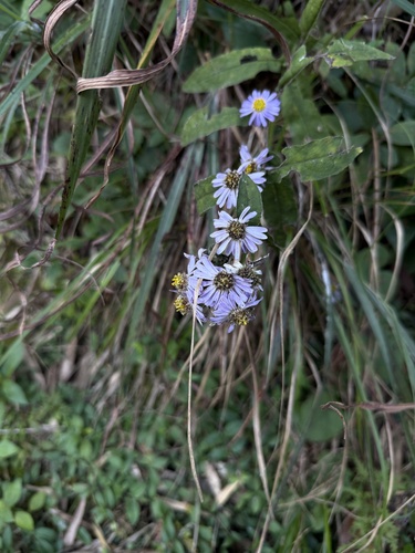 Aster turbinatus