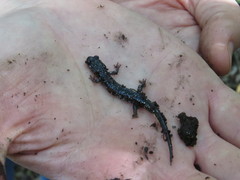 Plethodon kentucki