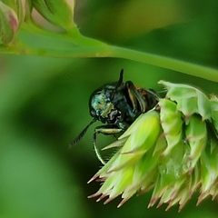Labidostomis humeralis