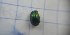 Chrysolina fastuosa
