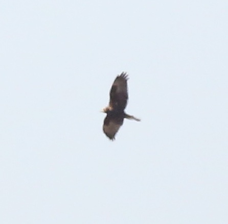 Eastern Marsh Harrier