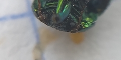 Chrysolina fastuosa