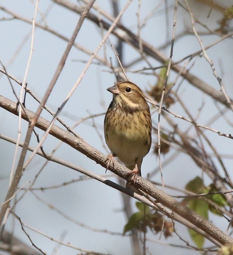 Black-faced Bunting