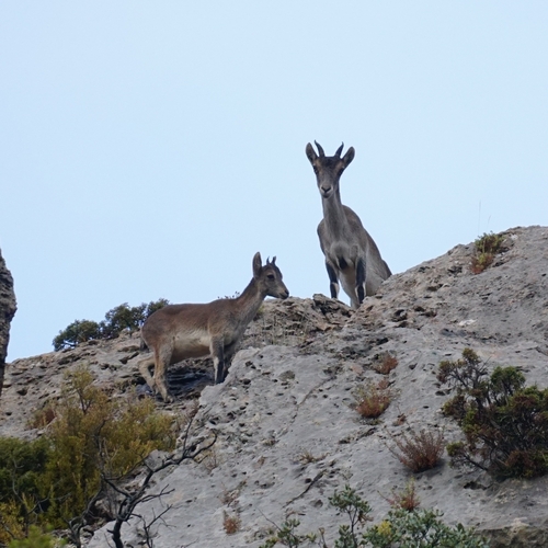 Iberian Ibex