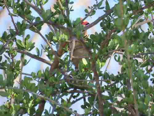 iNaturalist image
