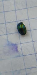 Chrysolina fastuosa