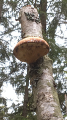 Fomitopsis betulina