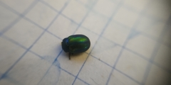 Chrysolina fastuosa