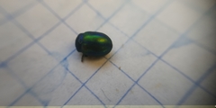 Chrysolina fastuosa