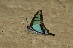 Graphium cloanthus
