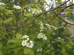 Crataegus sanguinea