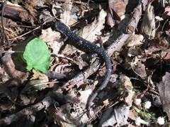 Plethodon kentucki
