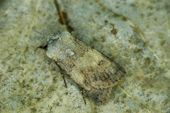 Agrotis cinerea