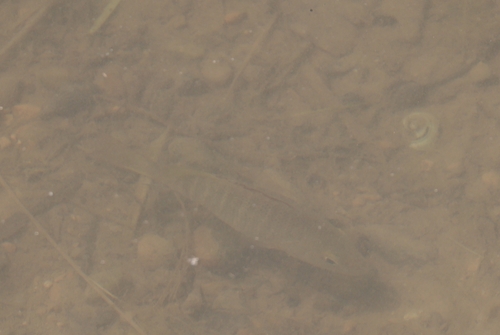 Lutjanus argentimaculatus observed 2026-10-07