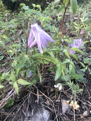 Clematis alpina