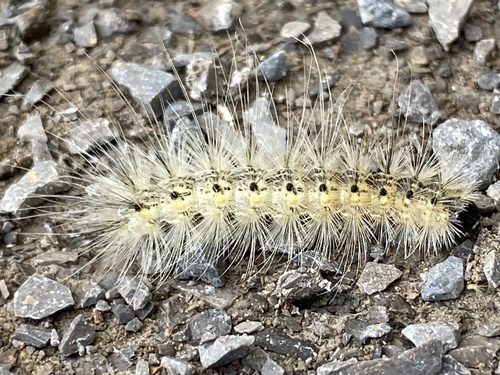 Fall Webworm Moth