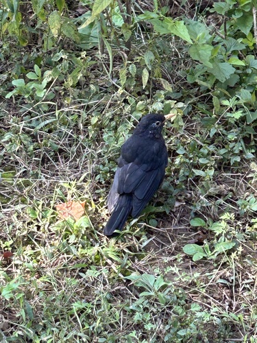 Chinese Blackbird