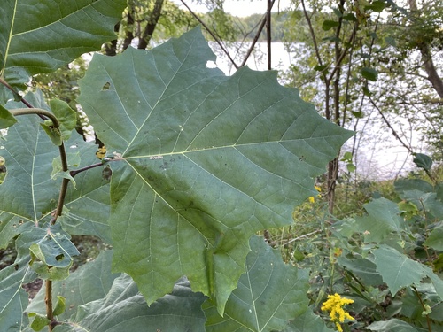 American sycamore
