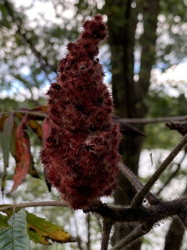 staghorn sumac