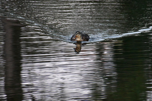 Mallard