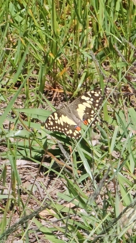 Lime Swallowtail