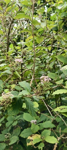 Callicarpa japonica observed 2026-10-07