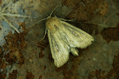 Leucania obsoleta