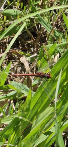 Wandering Percher