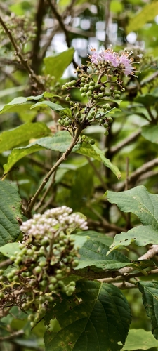 Callicarpa japonica observed 2026-10-07