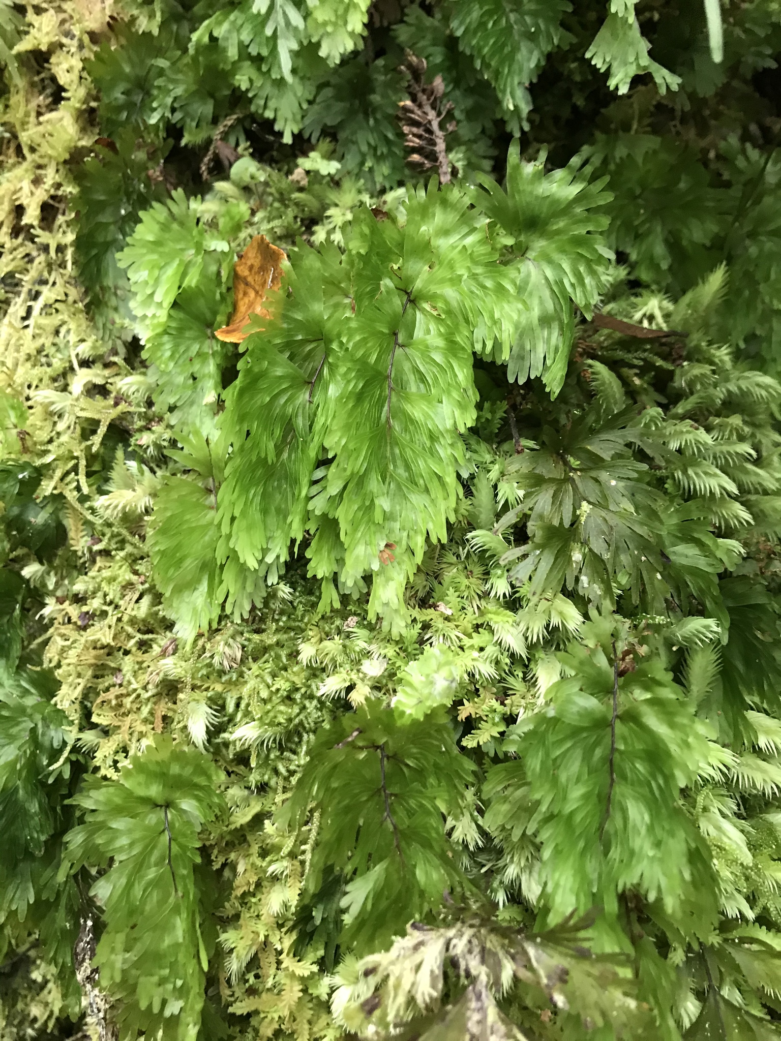 Hymenophyllum flabellatum image