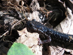 Plethodon kentucki