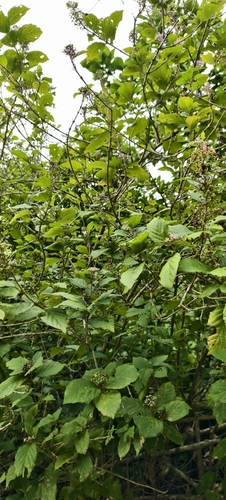 Callicarpa japonica observed 2026-10-07