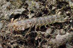 Gonodactylus chiragra