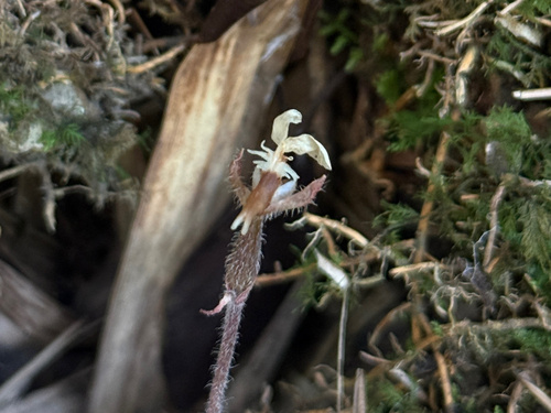 Anoectochilus zhejiangensis