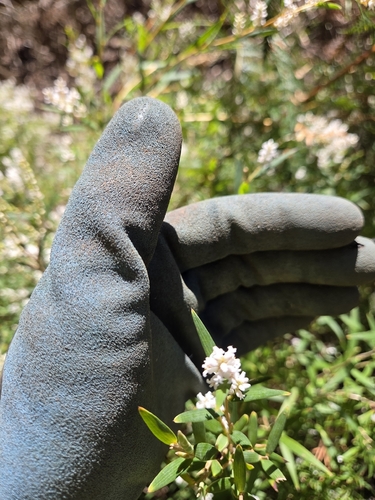 Leucopogon australis, 2026-10-07