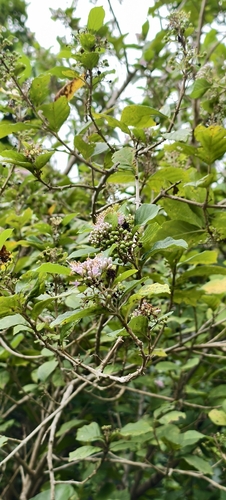 Callicarpa japonica observed 2026-10-07