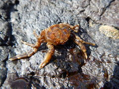 Halicarcinus planatus