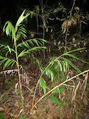 Alpinia caerulea