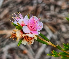 Hypocalymma strictum