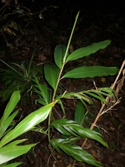 Alpinia caerulea