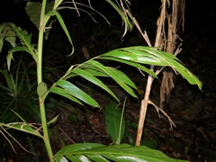 Alpinia caerulea