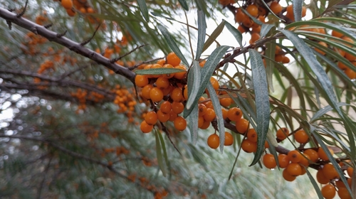 Sea-buckthorn