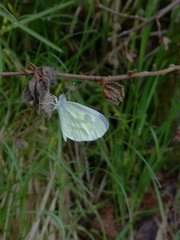 Pieris napi