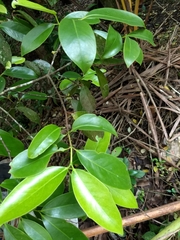 Garcinia gummi-gutta
