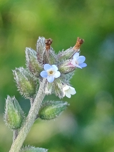 Myosotis discolor observed 2026-10-07