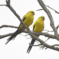 Polytelis anthopeplus